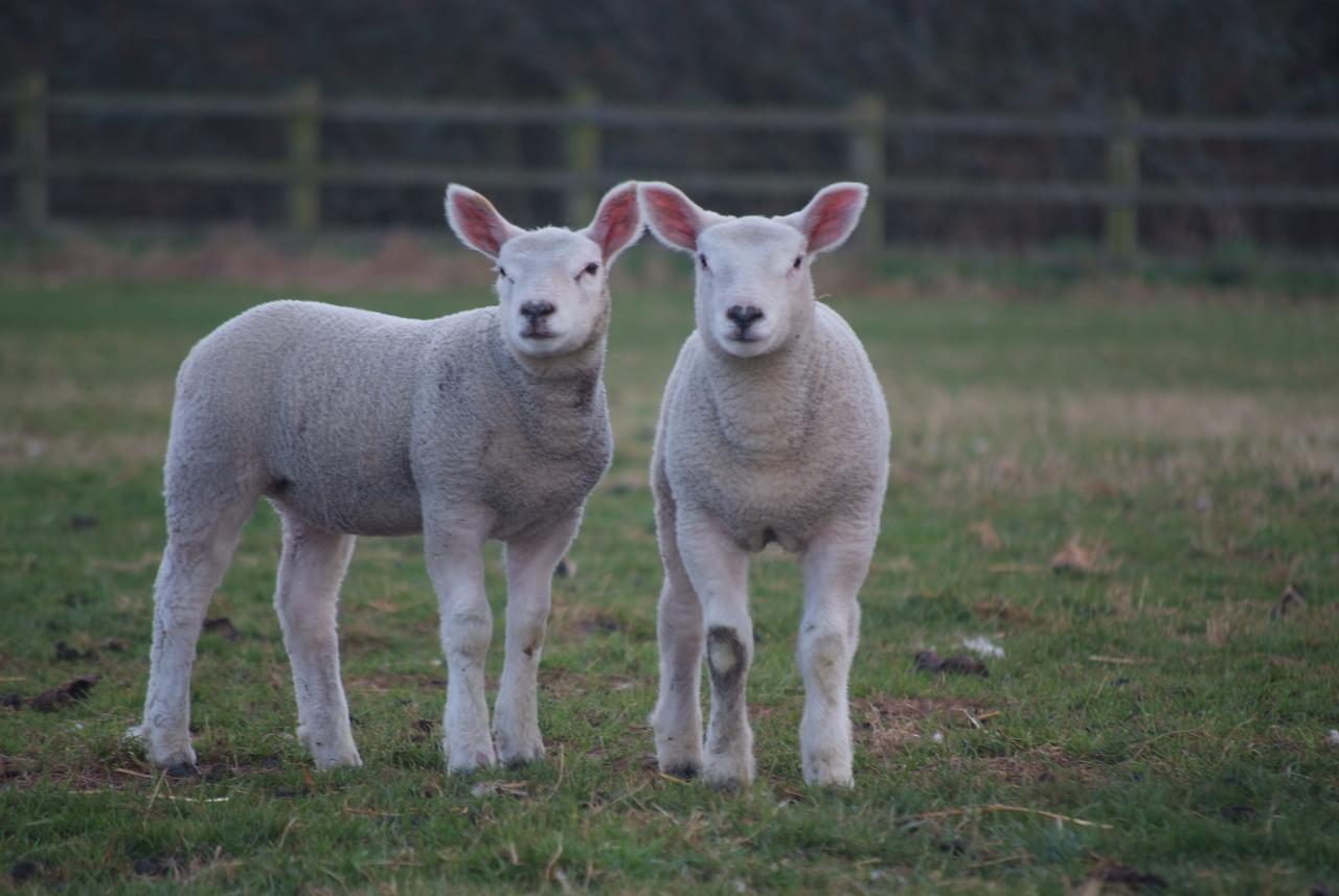 Woodhouse Farm Lodge Spalding Luaran gambar